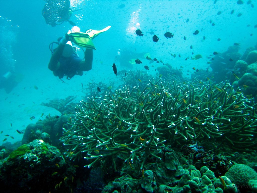 2007 - Similan Anitas Reef(4).jpg